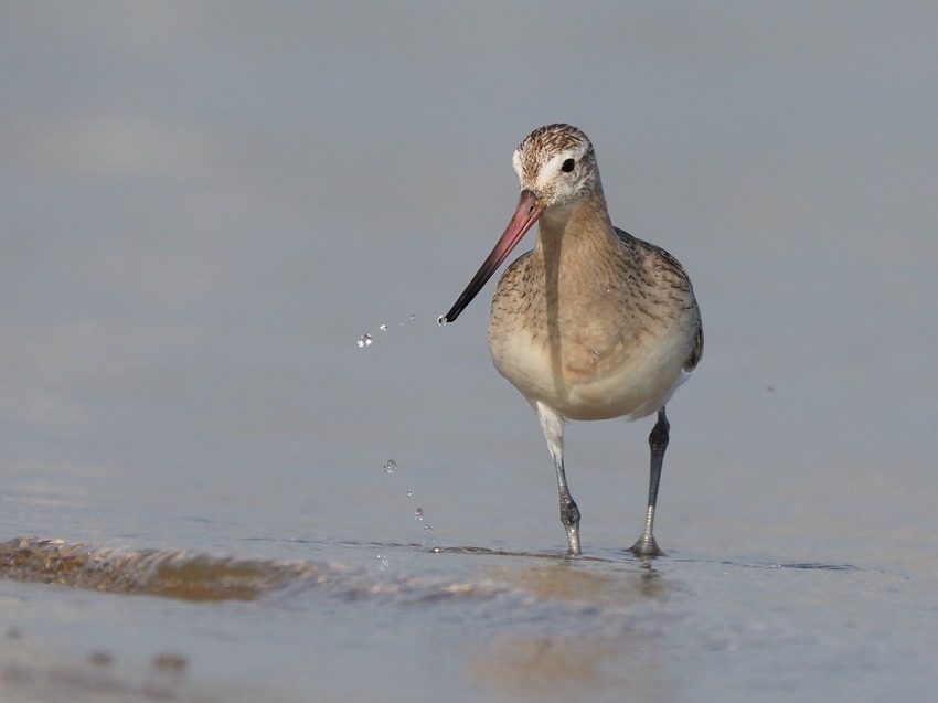 Pittima minore  (Limosa lapponica)